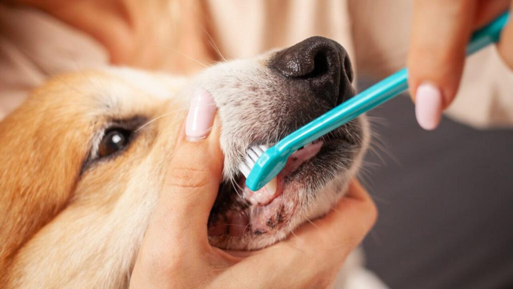 Higiene bucal do pet também é coisa séria