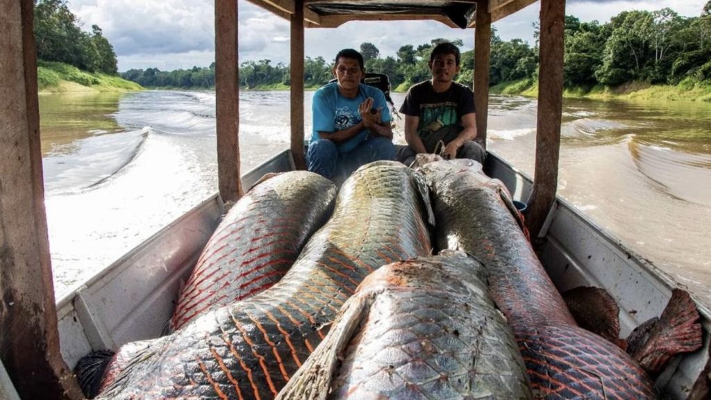 Governo pagará R$ 2.640 a pescadores do Amazonas afetados pela seca