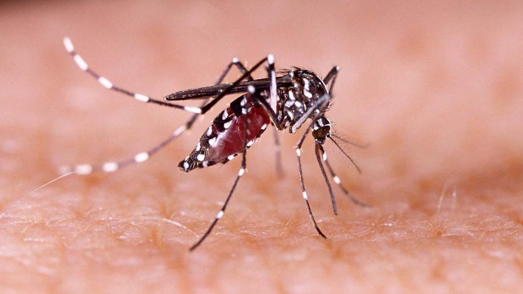 Mudanças climáticas podem agravar quadro de doenças como dengue e zika