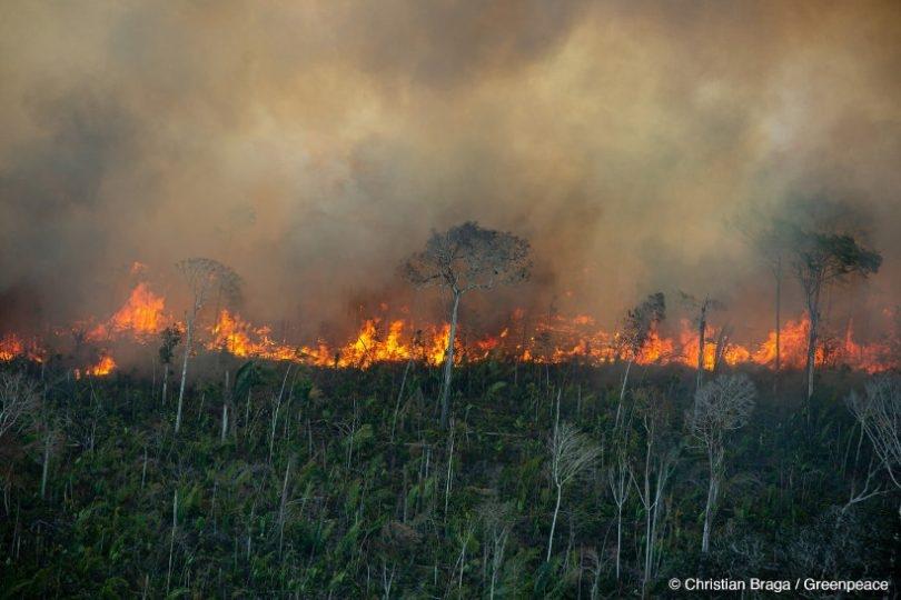 Estudo aponta que a floresta amazônica pode entrar em colapso até 2050