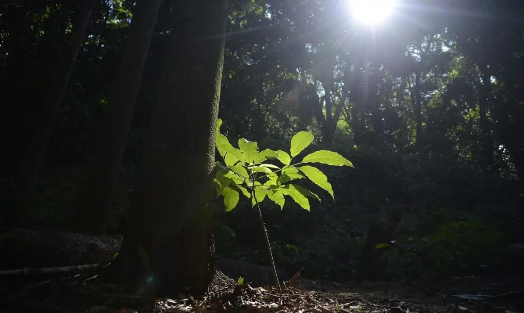 Carbono: desafio e oportunidades