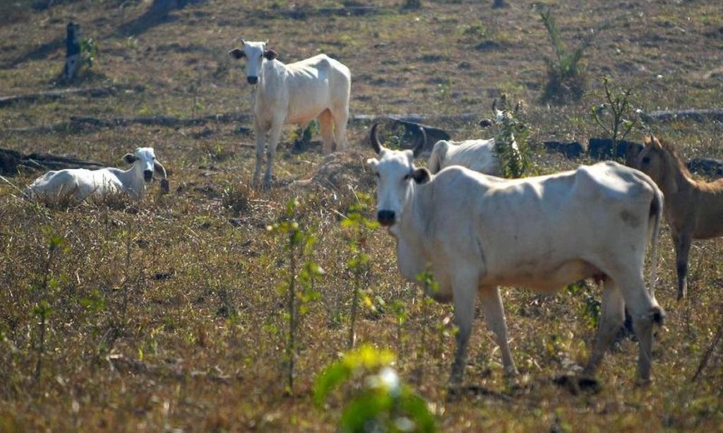Evolução da pecuária amazonense