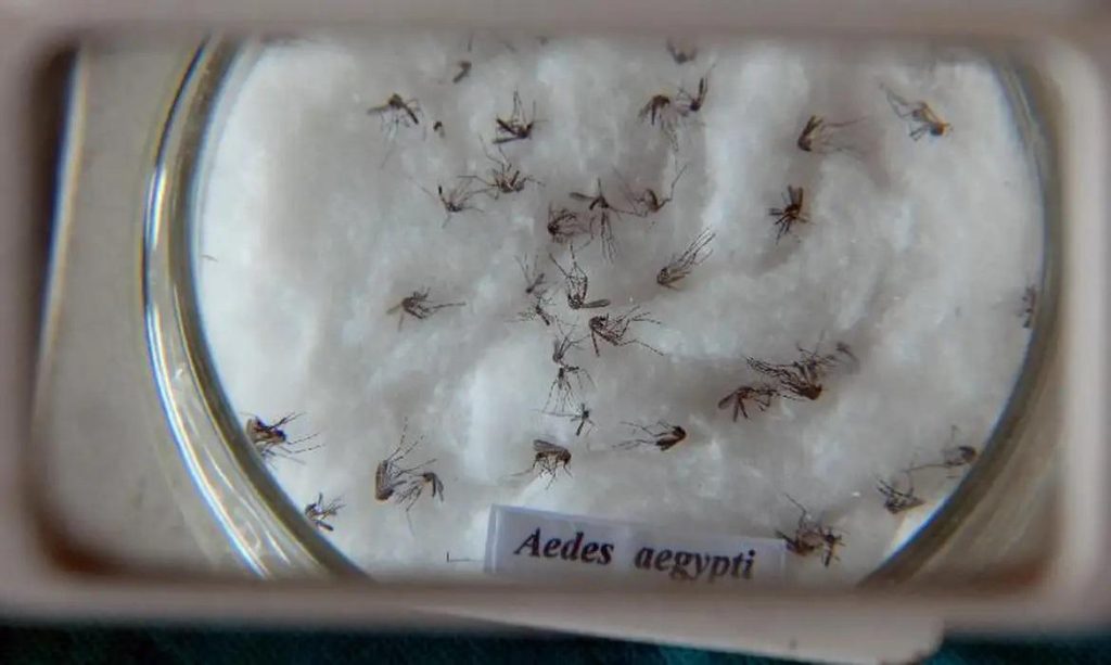 Estudo revela como o vírus chikungunya leva à morte