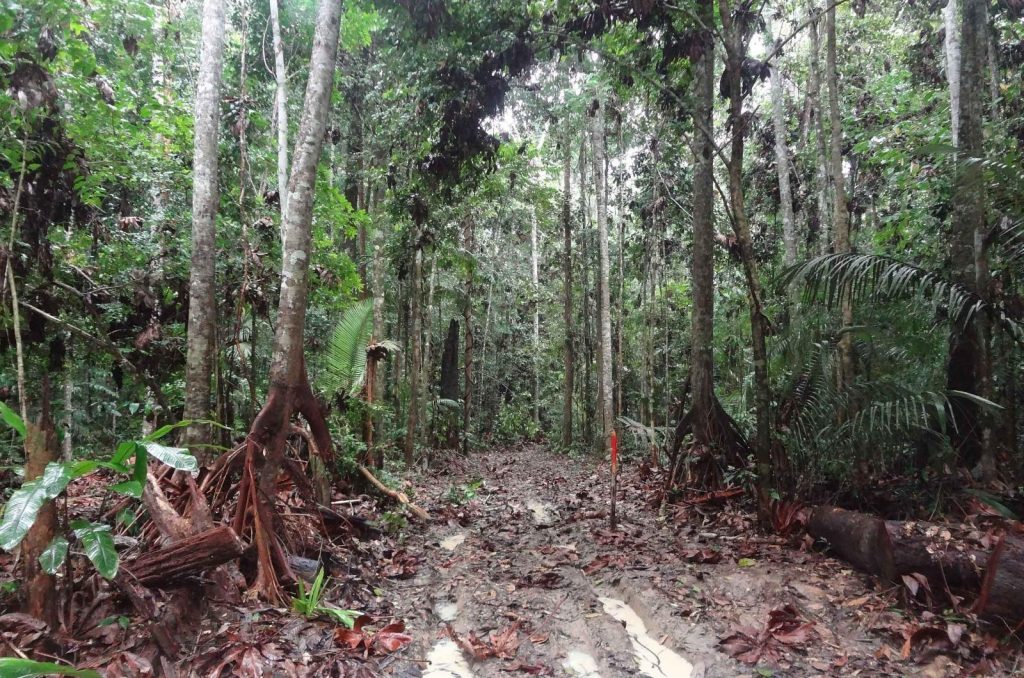 Pesquisa amazonense analisa a importância e os impactos do manejo florestal sustentável