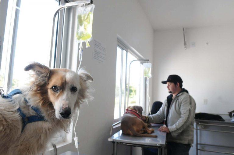 Inteligência Artificial aprimora diagnóstico veterinário
