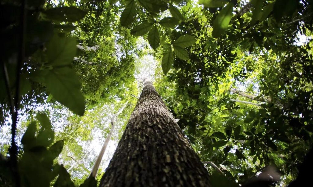 Saneamento precário facilita a dispersão de plástico e microplástico na Amazônia