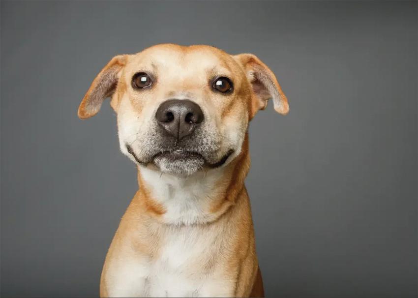 Especialista lista cuidados para preservar a saúde dos pets e da família