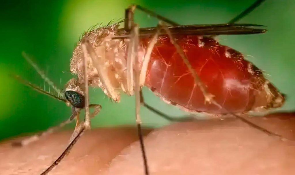 Febre do Oropouche em alta nas Américas