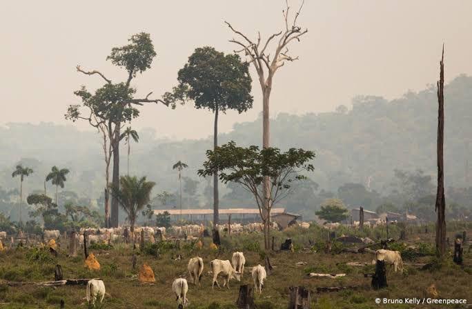 Agropecuária expandiu terras em 659% no Amazonas, desde 1985