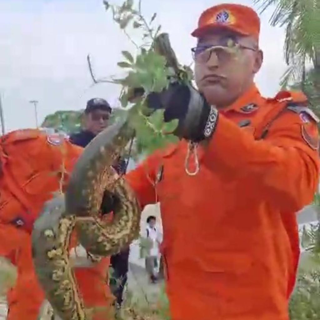 Cobra é encontrada próximo da pista de skate do calçadão da Ponta Negra