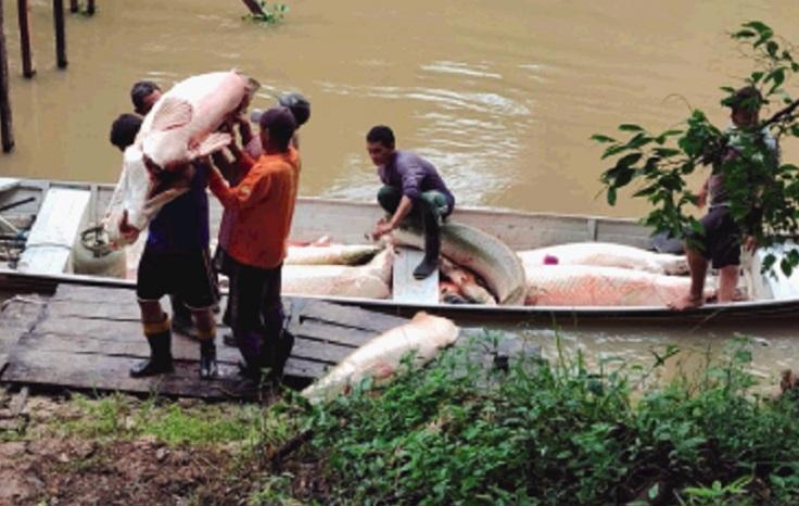 Seca dificulta o manejo do pirarucu em Carauari