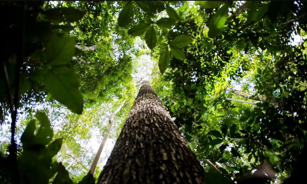 COP29 fecha acordo climático e chefe da ONU critica resultado