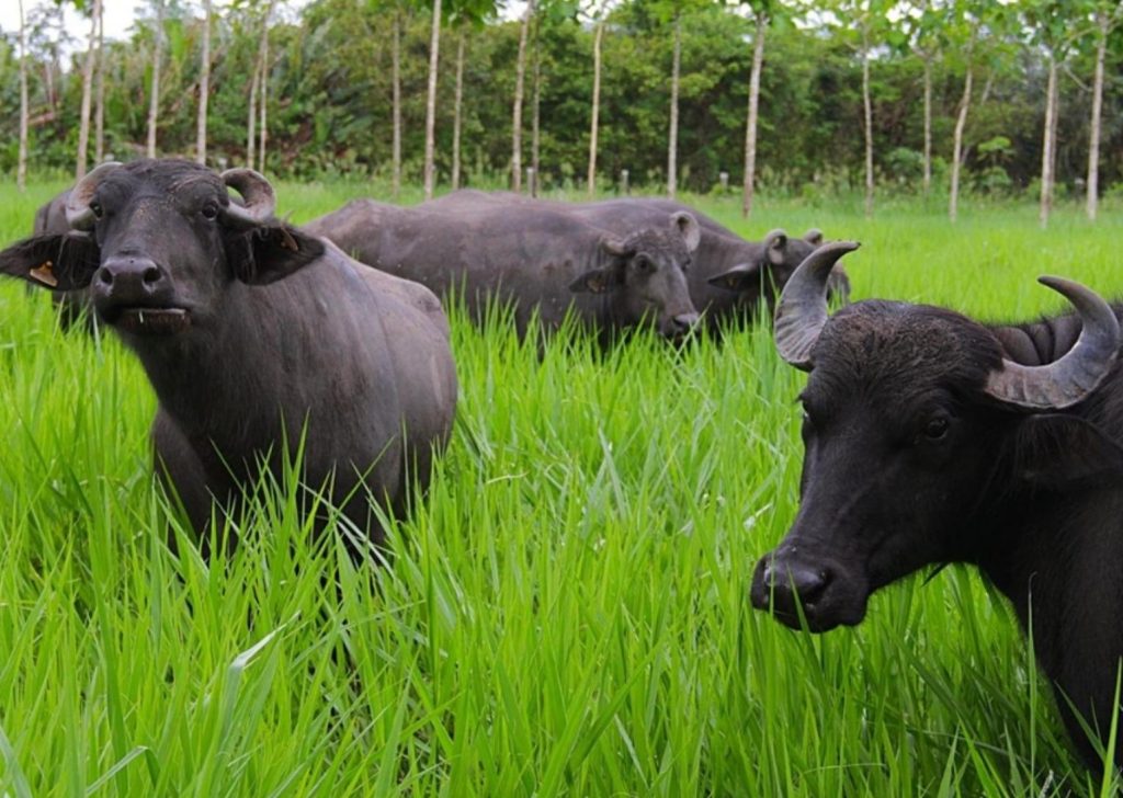 Carne bubalina e suas vantagens