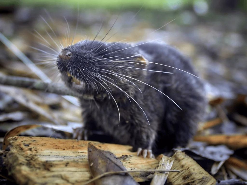 “Rato anfíbio” é uma das 27 espécies descobertas na Amazônia peruana