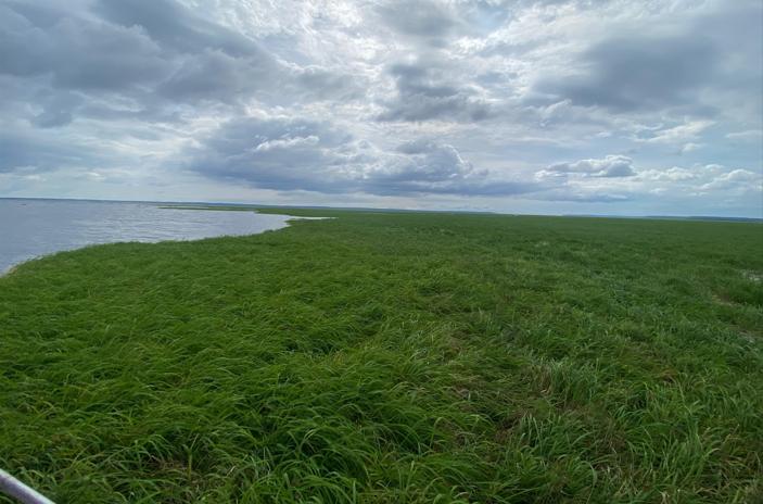Com a enchente, vegetação flutuante toma conta de afluente do rio Negro