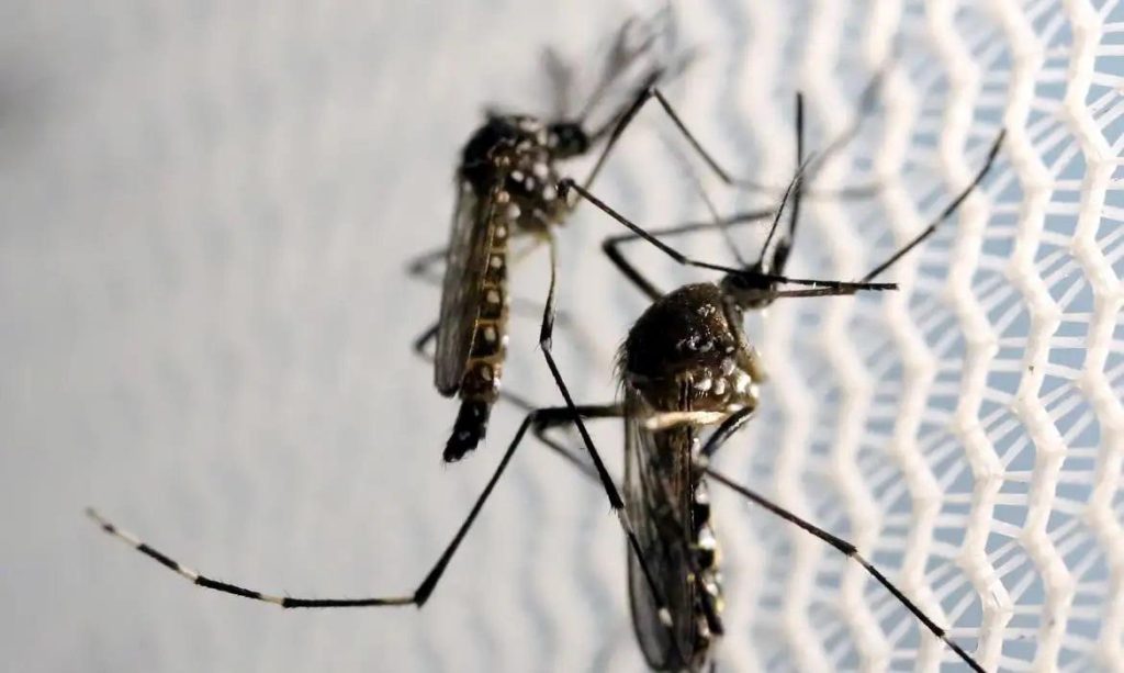 Dengue já matou 21 pessoas no Brasil em 2025