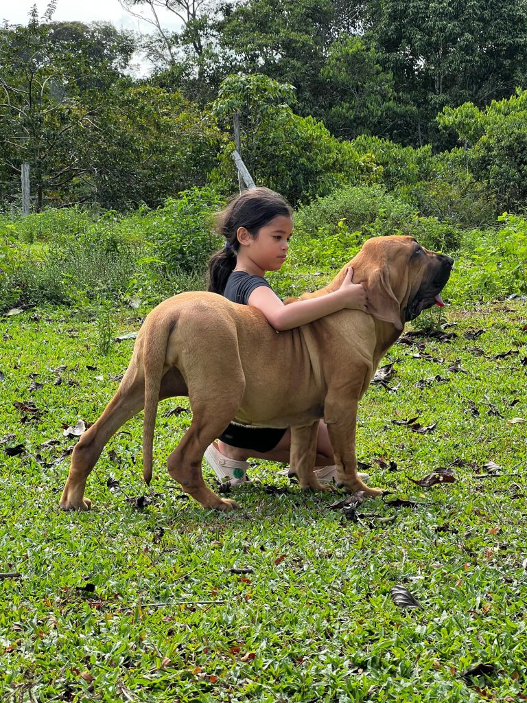 Fila Brasileiro: beleza, valentia e lealdade