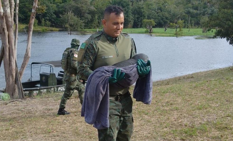 Filhote de peixe-boi é resgatado em comunidade ribeirinha de Parintins