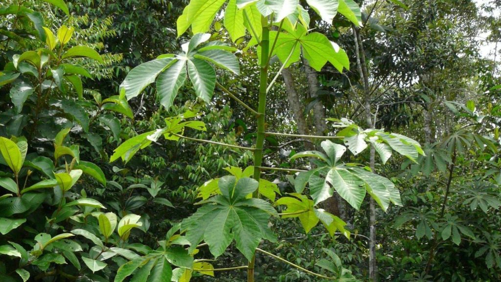 Descoberta nova espécie de imbaúba em Manaus