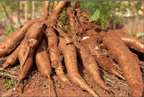 Comunidades produzem embalagens sustentáveis com insumos amazônicos