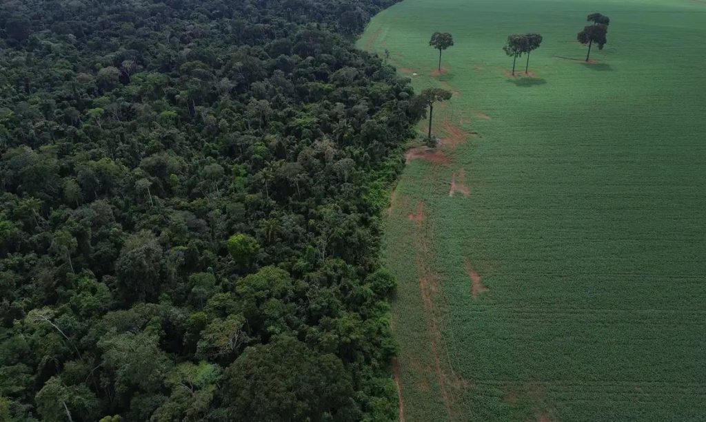 Trópicos registram perda recorde de floresta primária
