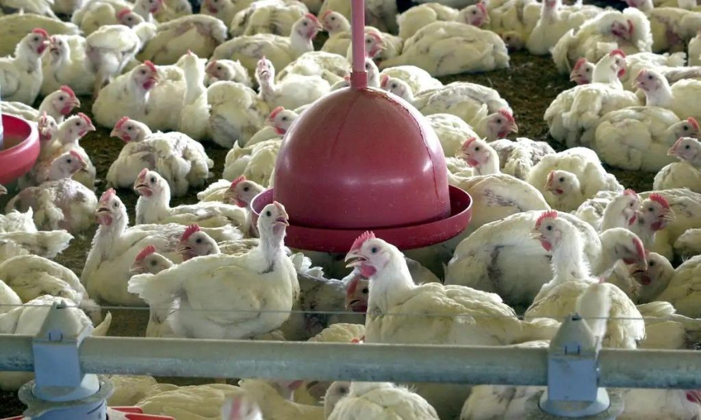 Albânia, Namíbia e Índia suspendem importação de frango do Brasil