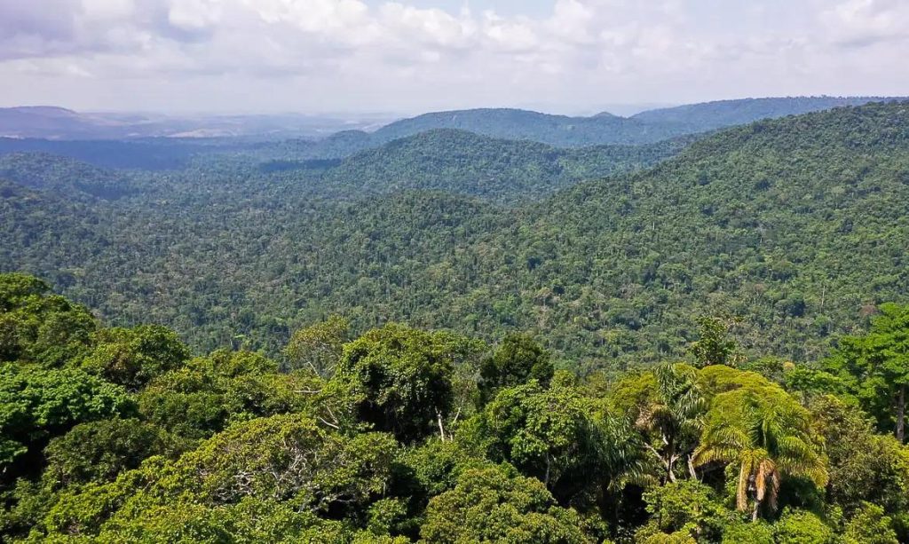 Instituto lança edital para projetos que protejam a Amazônia