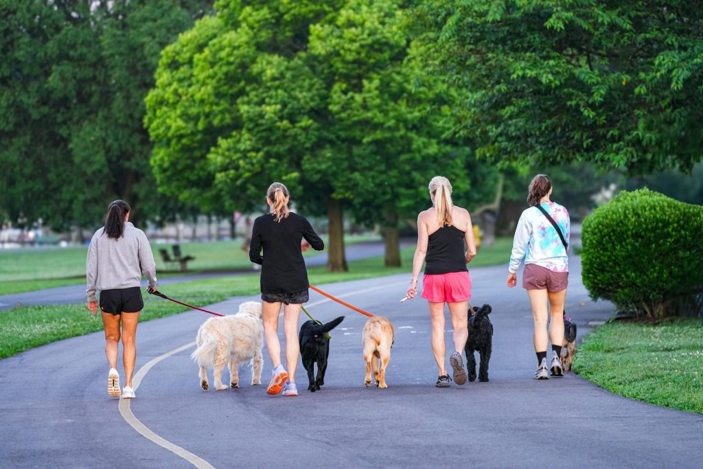 Descubra as Melhores Trilhas com Pets para Explorar pela Natureza