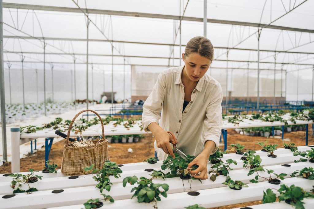 Confira o guia definitivo para cuidar de plantas