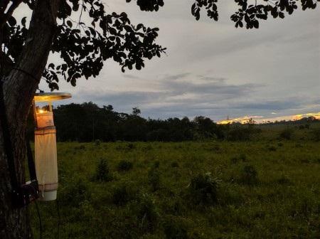 Risco de malária na Amazônia é maior em regiões parcialmente degradadas