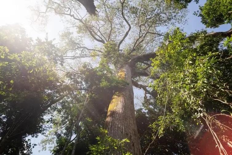 Mudança climática: gigantes da Amazônia podem ajudar cientistas