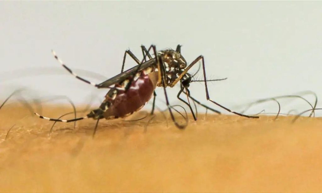Vírus da chikungunya afeta crianças e adolescentes e deixa sequelas