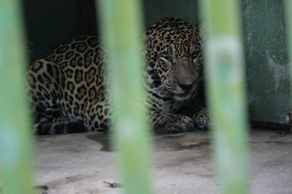 Onça-pintada sobrevive após mais de 30 balas de chumbinho e pode voltar à natureza