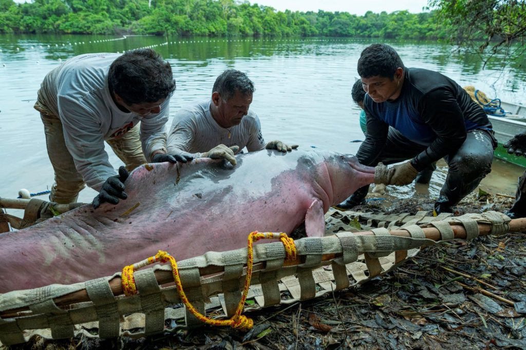Captura científica de botos-vermelhos busca compreender ecologia e saúde da espécie na Amazônia