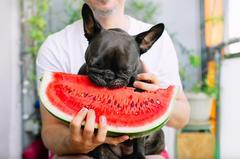 Frutas e plantas: o que evitar com os pets?