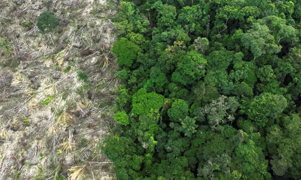No Amazonas, 62% da exploração madeireira é feita ilegalmente