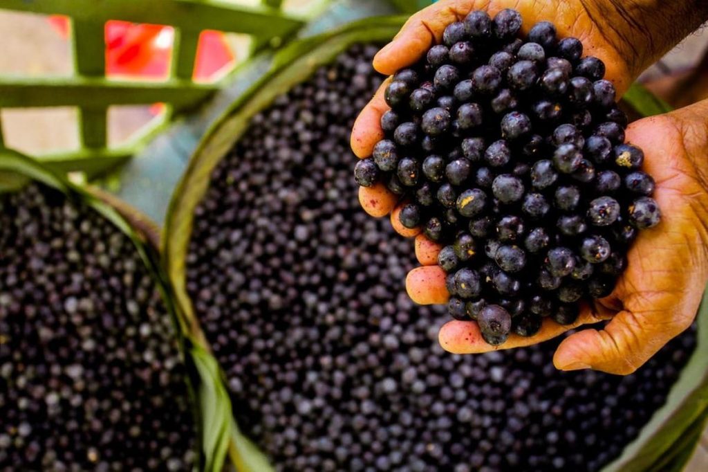 Brasil defende açaí da Amazônia contra ‘biopirataria’