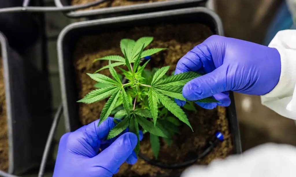 Anvisa estabelece base para o uso medicinal da cannabis