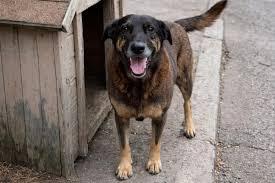 Adolescentes suspeitos de matar o cão Orelha voltam ao Brasil