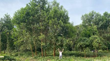 Fertilização do solo com ‘terra preta da Amazônia’ aumenta diâmetro de árvore em até 88%