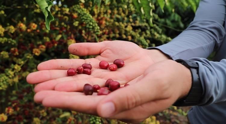 Produção de café no Amazonas dispara com variedade amazônica