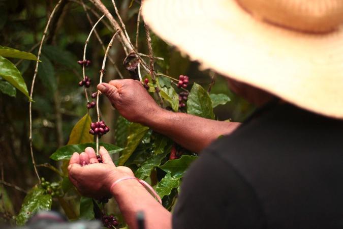 Café do Amazonas cresce 340% e ganha destaque no mercado