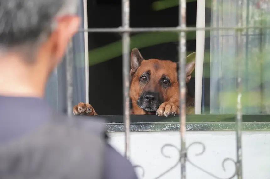 Basta de violência contra animais