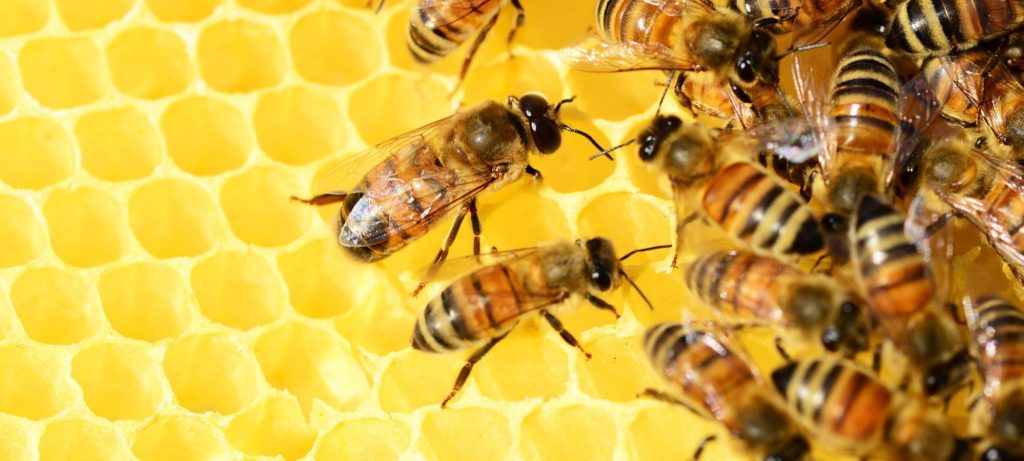 Apicultura impulsiona renda e fortalece economia sustentável no Amazonas