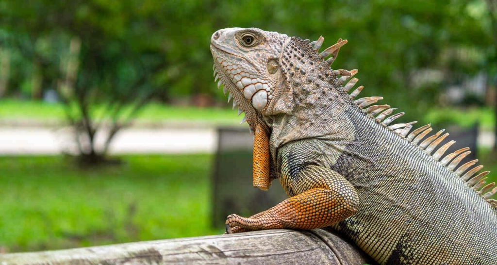 Pets não convencionais já são 39% dos animais de estimação no Brasil