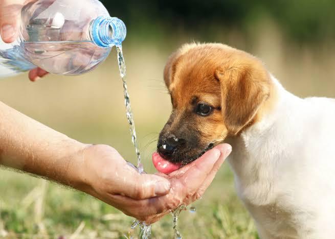 Calor extremo em Manaus eleva risco de hipertermia em cães