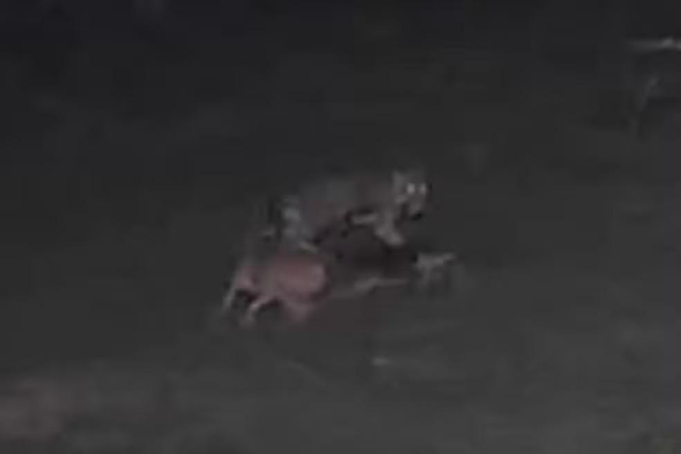 Onça invade sítio e ataca cachorro em Santa Isabel do Rio Negro