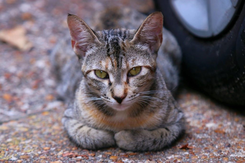 Fumaça das queimadas também ameaça a saúde de cães e gatos