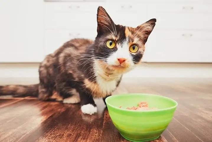 Saúde dos gatos: especialista explica como interpretar rótulos dos alimentos