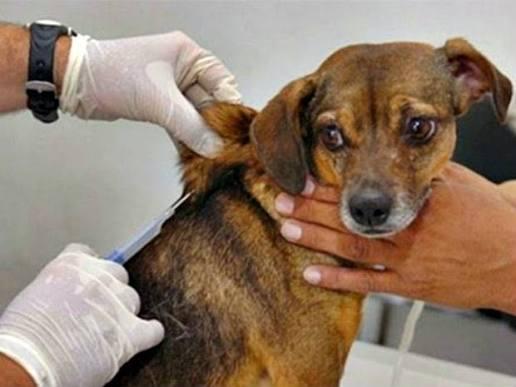 Manaus vacina cães e gatos em 15 comunidades do rio Negro